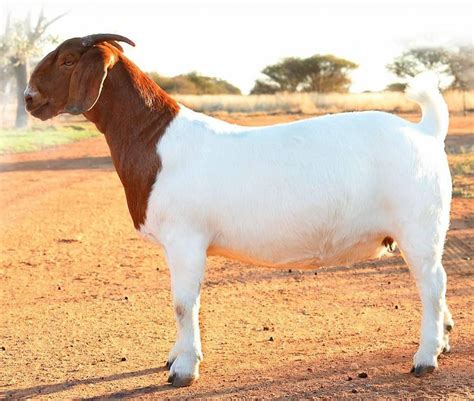 characteristics  anatomy   boer goat abga