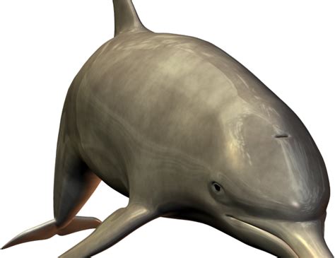 dolphin flash card clipartkey