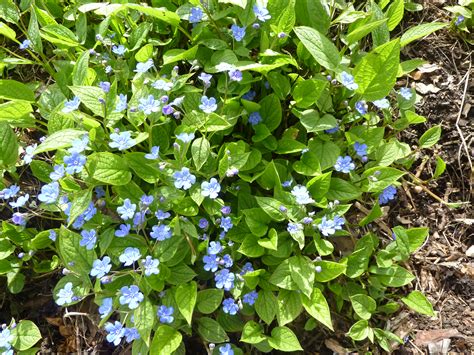 File:Omphalodes verna 'Creeping forget-me-not' (Boraginaceae) plant.jpg ...