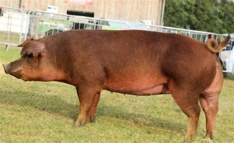 Hereford Pig Breed: Origin, Characteristics, Meat Quality, Pros & Cons ...