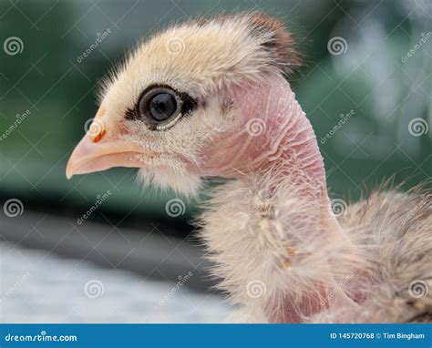 Transylvanian Naked Neck Rooster. Free Range, Rare Breed Of Chicken ...