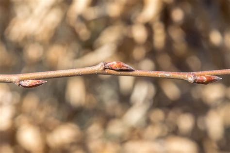 Bukva (Fagus sylvatica) - Plantea