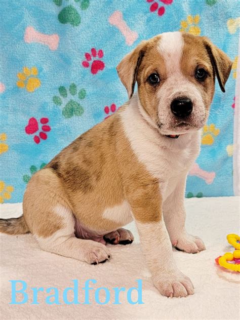 Dog for Adoption - Bradford, a Red Heeler in Desloge, MO | Alpha Paw