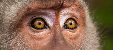 Close-up of an old monkey stock image. Image of closeup - 177371843