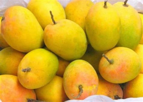 normal alphonso mangoes  dozen  navi mumbai id