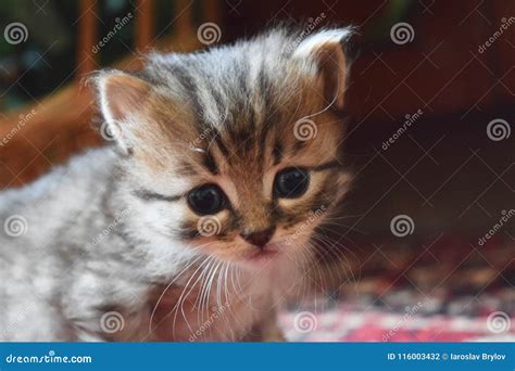 Cut baby kitten playing stock photo. Image of kitty - 116003432