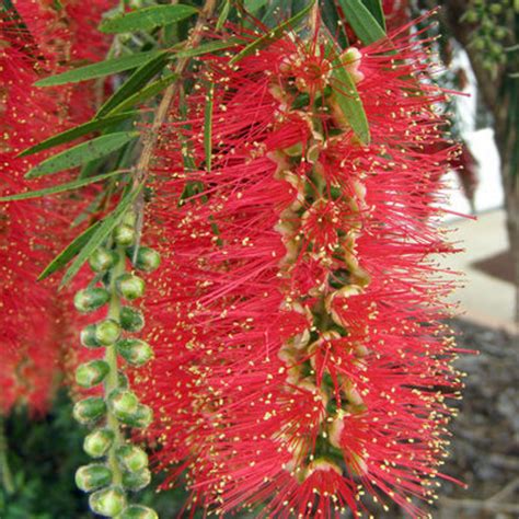 Hannah Ray Bottlebrush 3 Gallon | Growers Outlet Willis TX - Growers