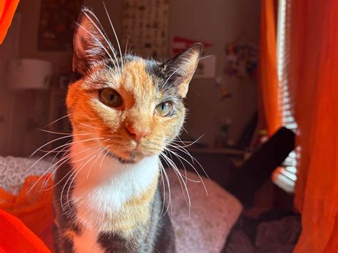 126 best Semi Feral images on Pholder | Feral Cats, Aww and Politecats