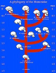 Hominidae - CreationWiki, the encyclopedia of creation science
