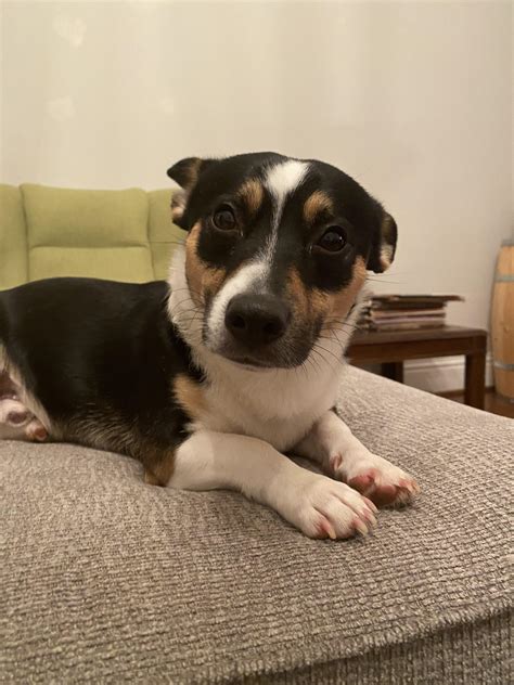 Rat Terrier Mix Puppies