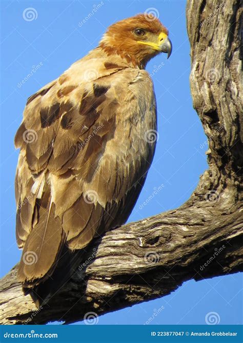 IMG_370;the Tawny Eagle / Aquila Rapax Was Captured in the Kruger