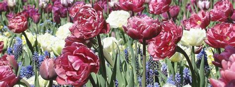 Stock images — 851×315 — Flowers — 88~90 — wasaweb.net