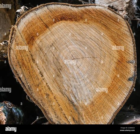 cross section  tree trunk stock photo alamy