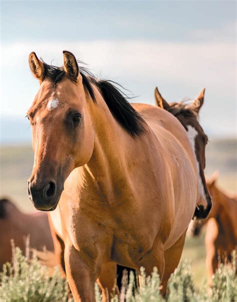catalogo gabrica equinos