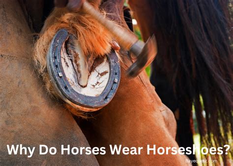 Why Do Horses Wear Horseshoes? Purpose, Benefits and Facts
