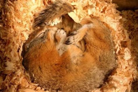 Do Squirrels Hibernate? How Do They Survive The Winter?