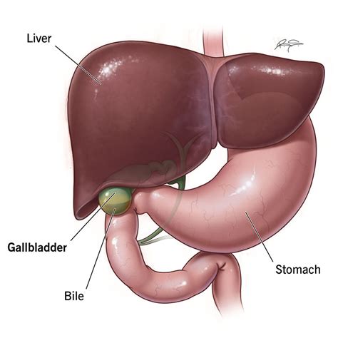 Gallbladder: What Is It, Function, Location & Anatomy
