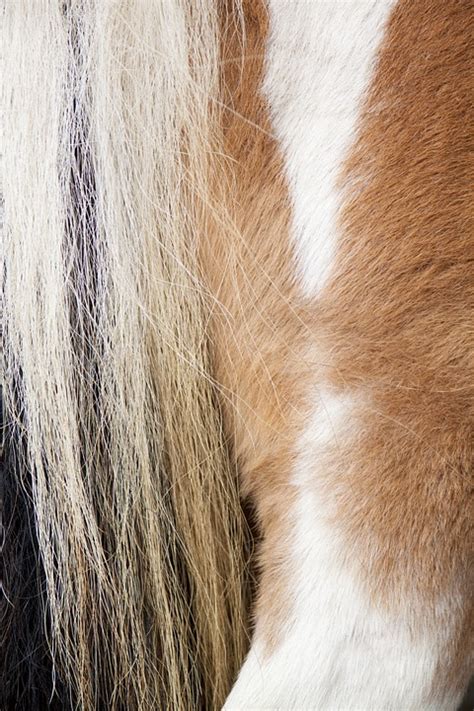 kuda poni hewan foto gratis  pixabay pixabay