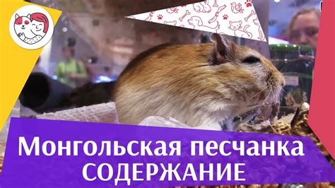 Монгольская песчанка Содержание на ilikepet - YouTube