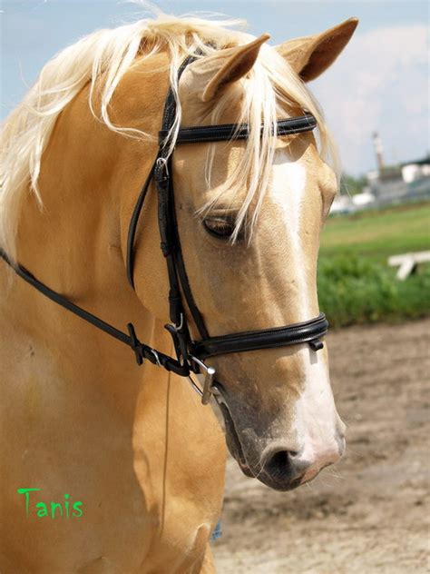Магия Лошади - альбомы - Tanis - конники - equestrian.ru
