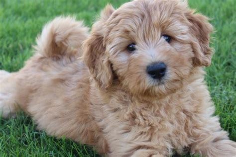 Hypoallergenic Friendly Dog Breeds | Incredible Things