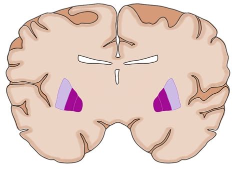 Globus pallidus - definition