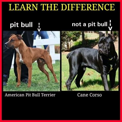pit bull facts pitbull facts american pitbull terrier pitbulls