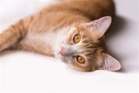 Pet Dentistry in Deltona, FL