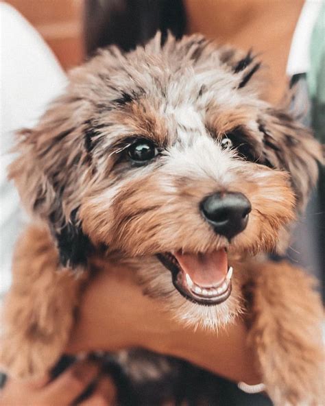 Australian Shepherd Goldendoodle Puppy