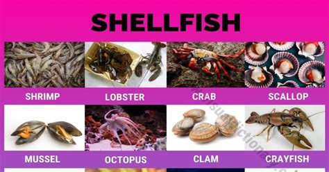 Shellfish: 23 Popular Types of Shellfish All Over the World - Visual ...