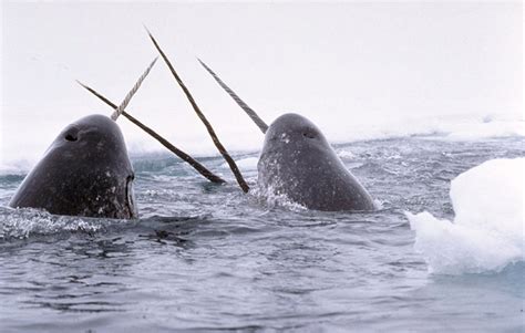 Narwhal | Marine Wiki | Fandom