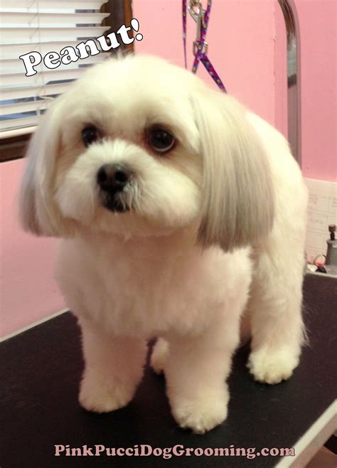 Image result for havanese haircut styles | Havanese grooming, Dog