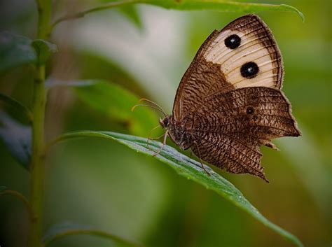 Supporting Imaginative Activism through Educated Discourse Communities