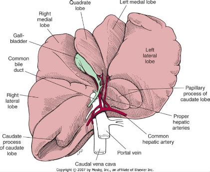 Cat Liver Lobes Caudate