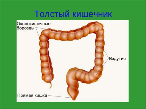Презентация "Пищеварение в кишечнике" - скачать бесплатно