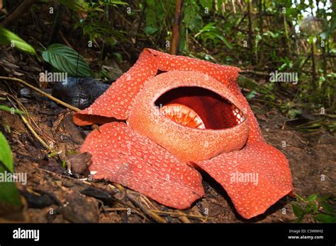 Rafflesia arnoldii Banque de photographies et d’images à haute ...