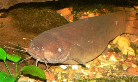 The Electric Catfish and 6 More Bizarre Catfish Species | OutdoorHub