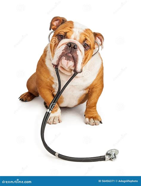 English Bulldog Veterinarian Dog Stock Image - Image of emergency, indoors: 56456371