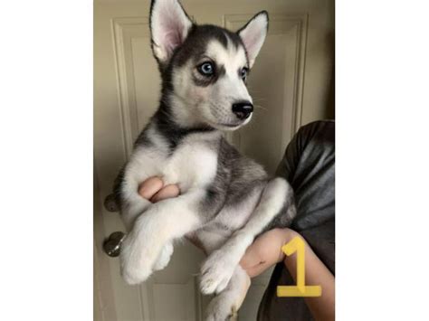 Purebred Husky Puppies Tucson - Puppies for Sale Near Me