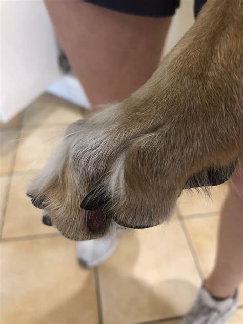 Nail rubbing toe raw when running - how to manage? : r/DogAdvice