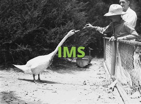 ims meaning slangorg