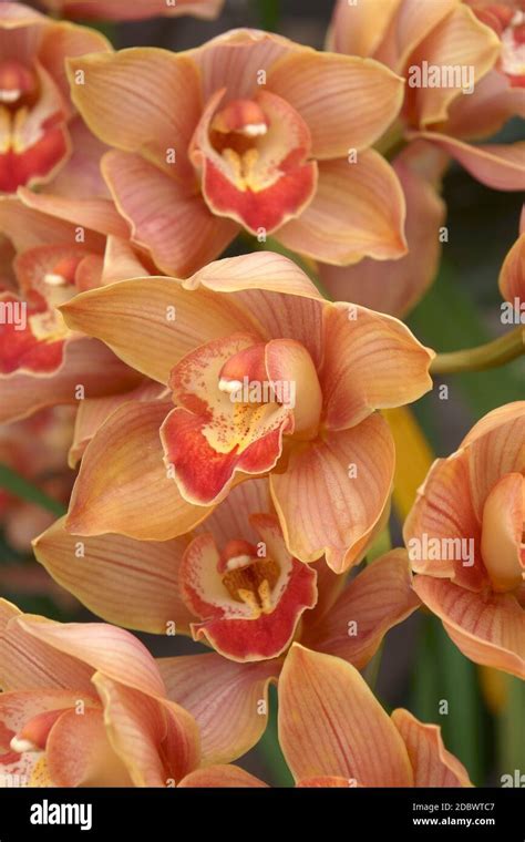 hybrid boat orchid cymbidium stock photo alamy