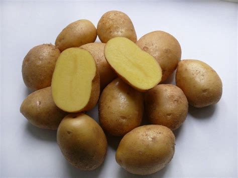 charakteristika odrudy jelly brambor