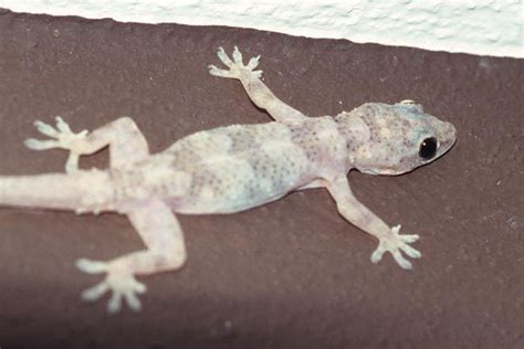 Tropical house gecko - Alchetron, The Free Social Encyclopedia