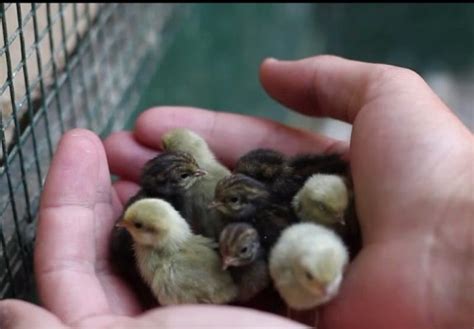 Cute Baby Button Quail For Sale