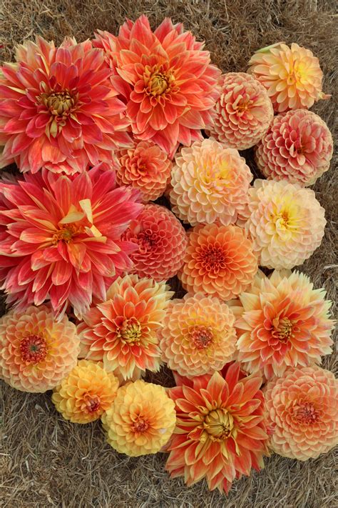 Orange dahlias | Dahlia, Fall colors, Bloom