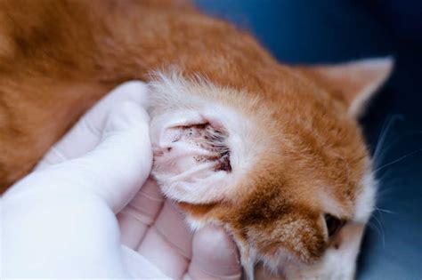 ear mites  cats small door veterinary