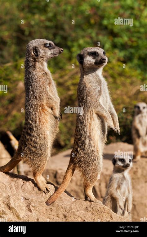 meerkats family group standing side view Twycross zoo Stock Photo - Alamy