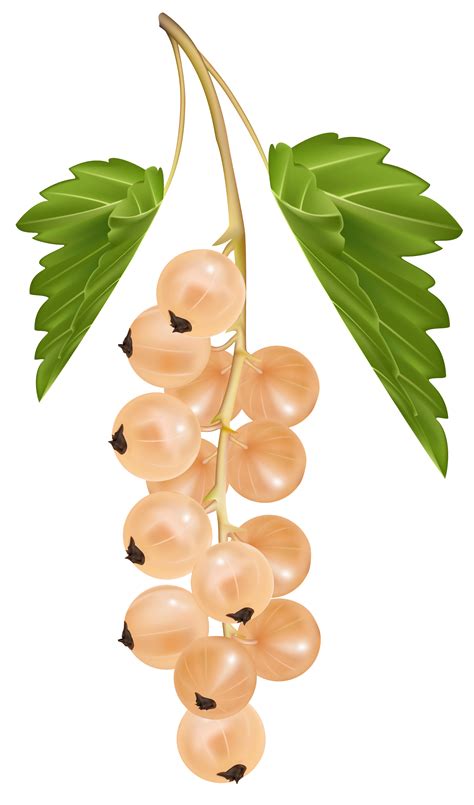 White currants clipart 17 free Cliparts | Download images on Clipground