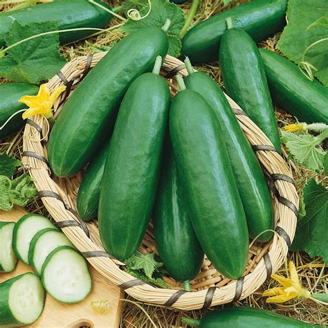 Cucumber Seeds - Diva | Vegetable Seeds in Packets & Bulk | Eden Brothers